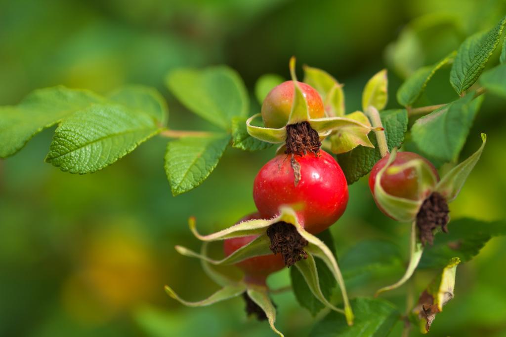 Pension Aloisia Scheffau am Wilden Kaiser Exteriör bild