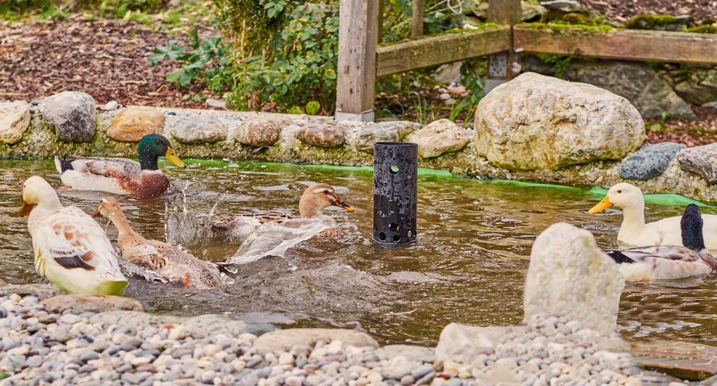 Pension Aloisia Hotell Scheffau am Wilden Kaiser Exteriör bild