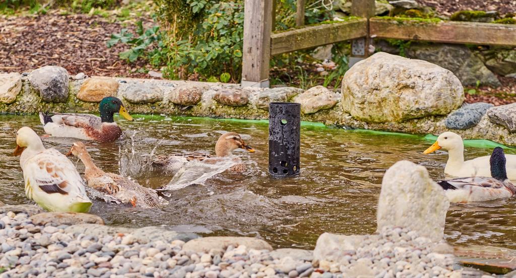 Pension Aloisia Scheffau am Wilden Kaiser Exteriör bild