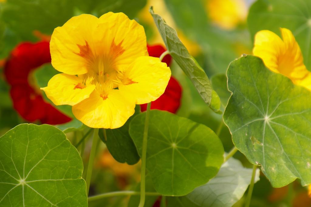 Pension Aloisia Scheffau am Wilden Kaiser Exteriör bild