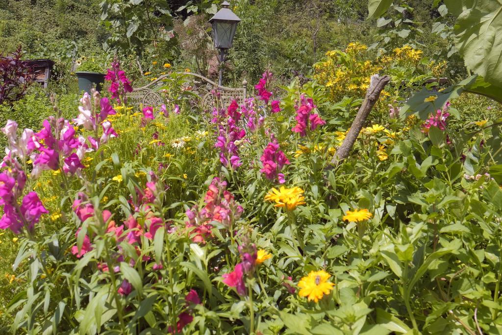 Pension Aloisia Scheffau am Wilden Kaiser Exteriör bild