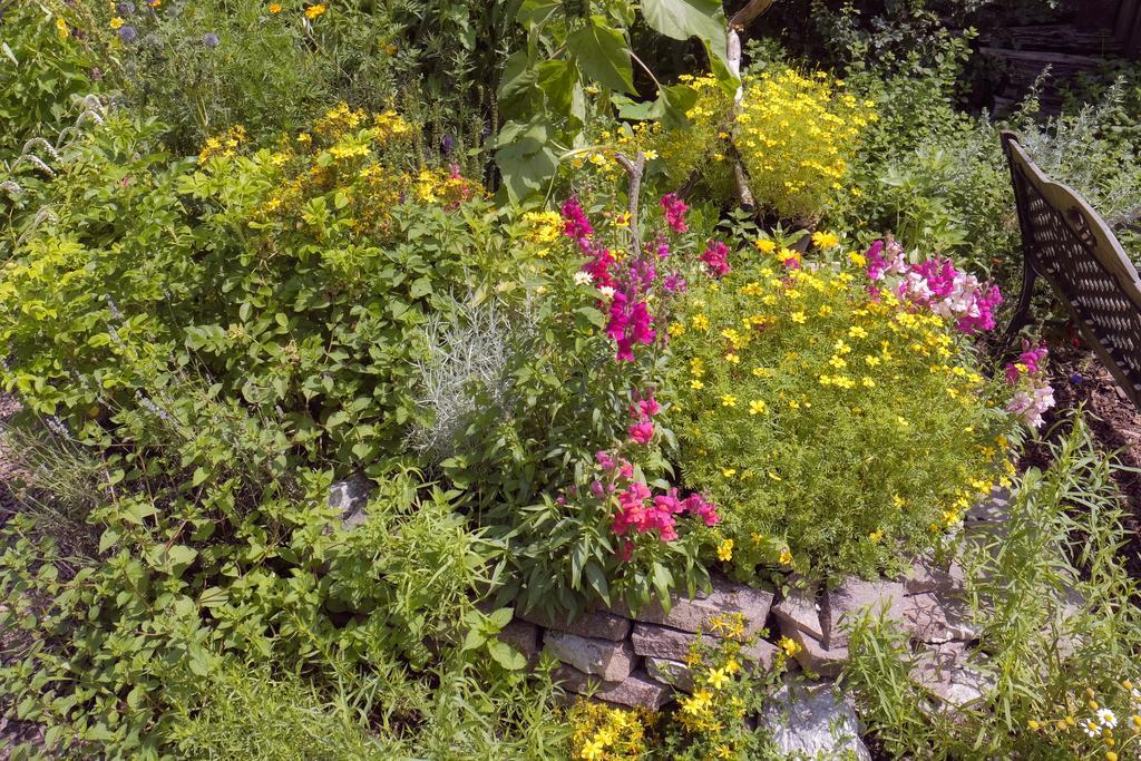 Pension Aloisia Scheffau am Wilden Kaiser Exteriör bild