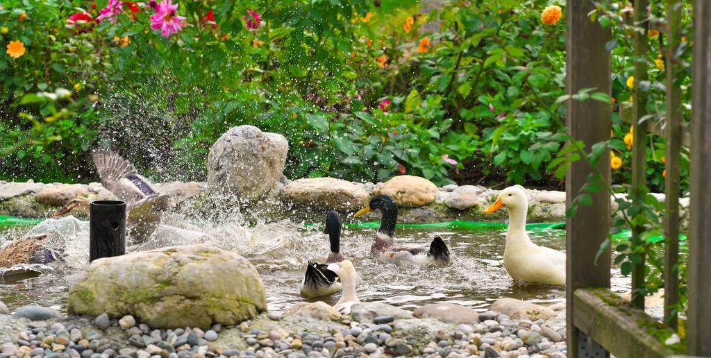 Pension Aloisia Scheffau am Wilden Kaiser Exteriör bild