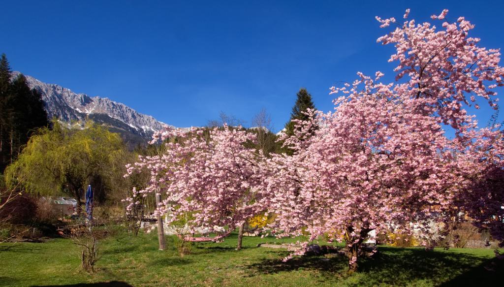 Pension Aloisia Hotell Scheffau am Wilden Kaiser Exteriör bild